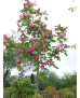 AESCULUS CARNEA BRIOTII 008