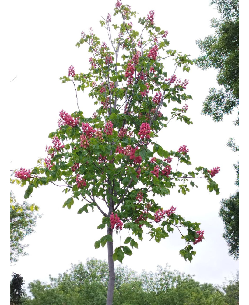 AESCULUS CARNEA BRIOTII 009