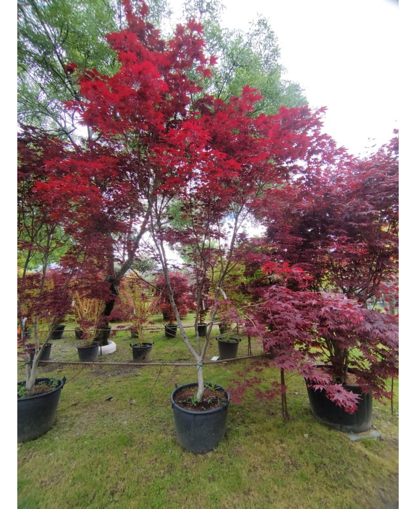 ACER PALMATUM BLOODGOOD 045
