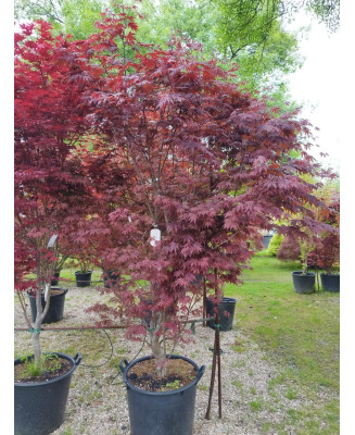ACER PALMATUM BLOODGOOD 048