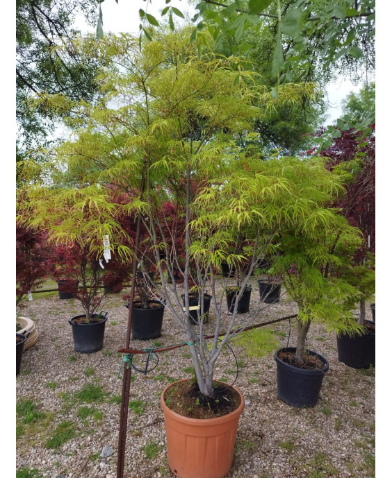 ACER PALMATUM KOTO NO ITO 056
