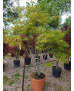 ACER PALMATUM KOTO NO ITO 056