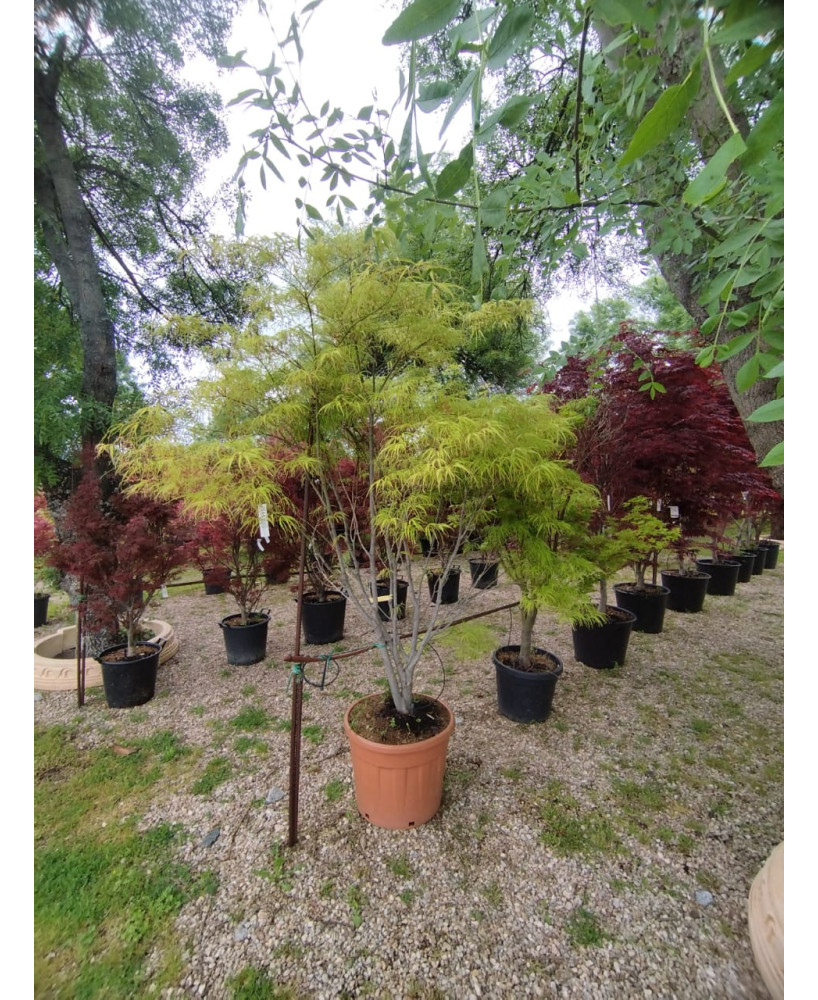 ACER PALMATUM KOTO NO ITO 056