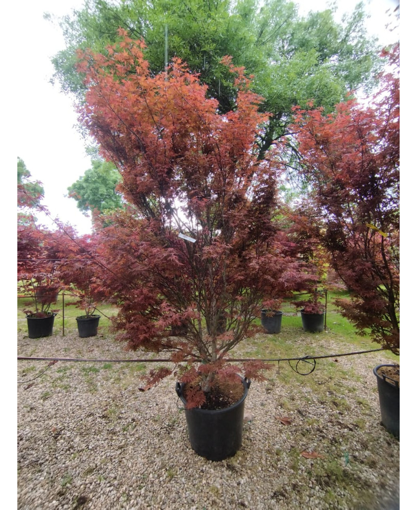 ACER PALMATUM SKEETEE'S BROOM 061