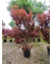 ACER PALMATUM SKEETEE'S BROOM 061