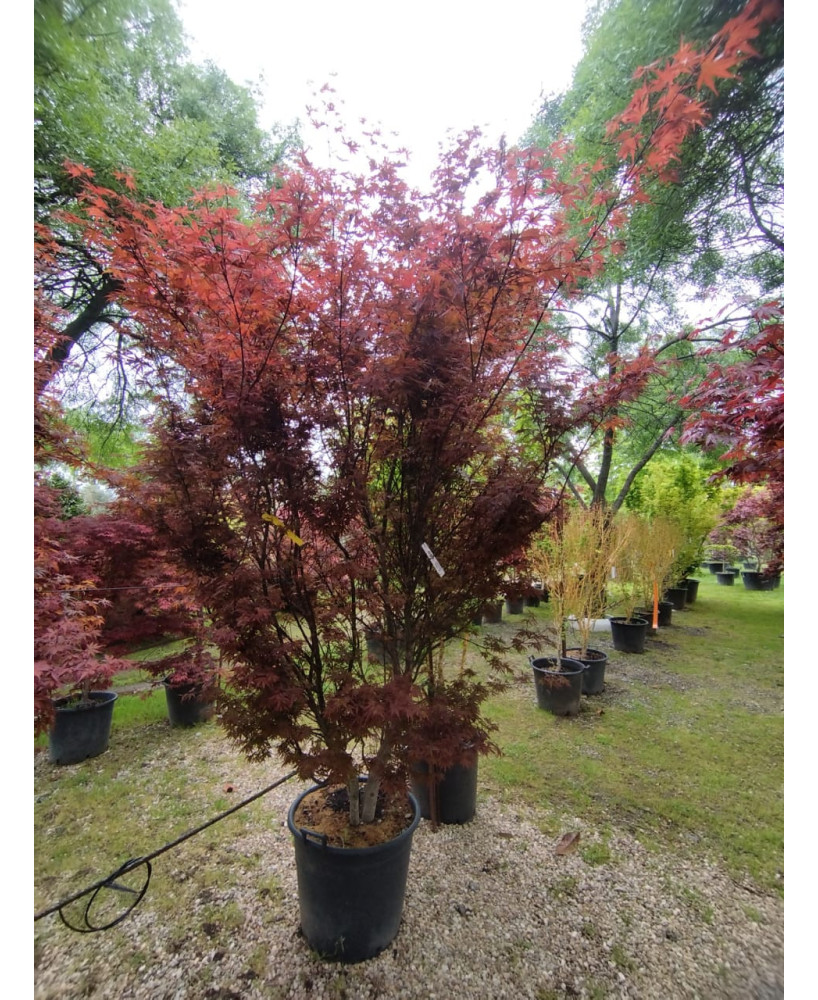 ACER PALMATUM SKEETEE'S BROOM 062