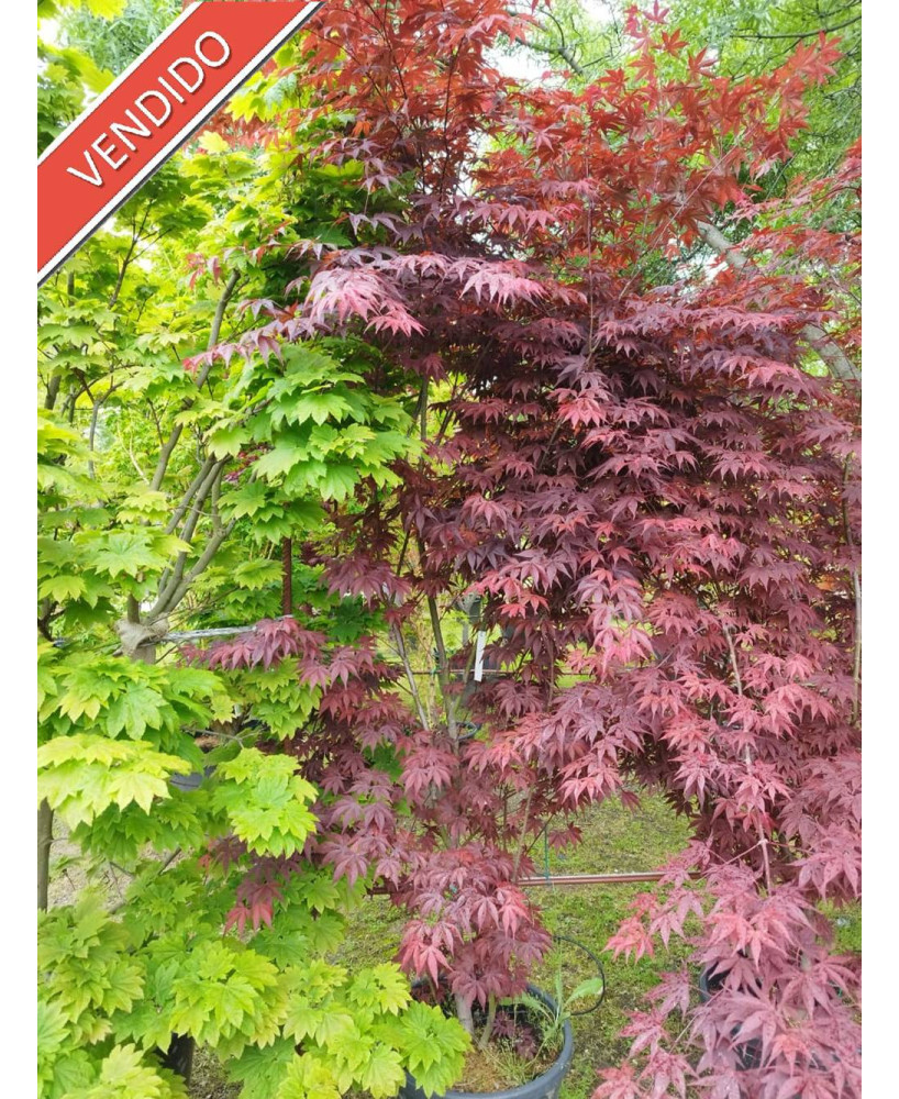 ACER PALMATUM ATROPURPUREUM 069