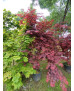 ACER PALMATUM ATROPURPUREUM 069