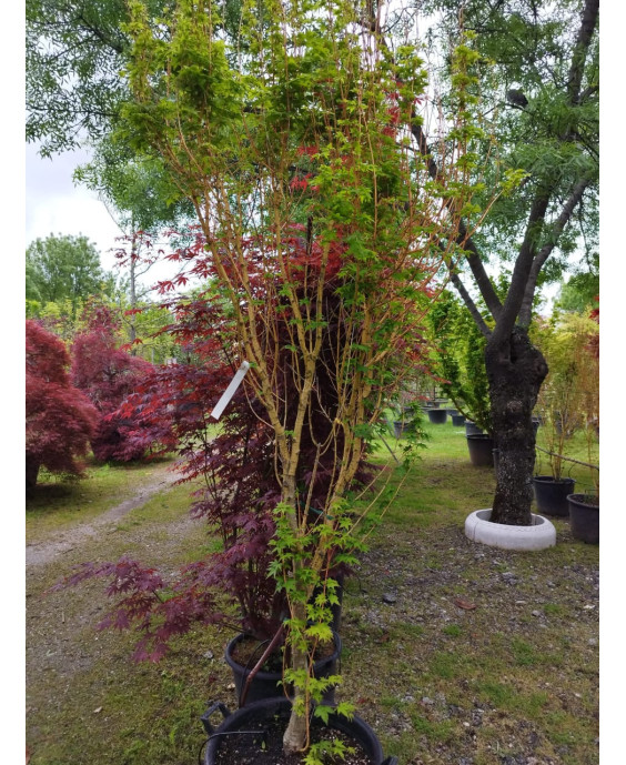 ACER PALMATUM BI-HOO 077