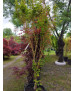ACER PALMATUM BI-HOO 077