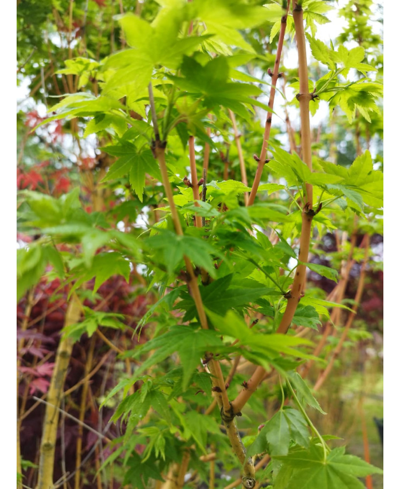 ACER PALMATUM BI-HOO 077