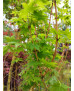 ACER PALMATUM BI-HOO 077