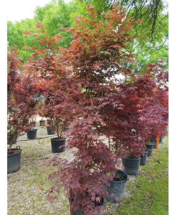 ACER PALMATUM ATROPURPUREUM 078