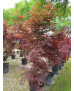 ACER PALMATUM ATROPURPUREUM 078