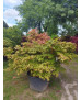 ACER PALMATUM OSAKAZUKI TARRINA 089