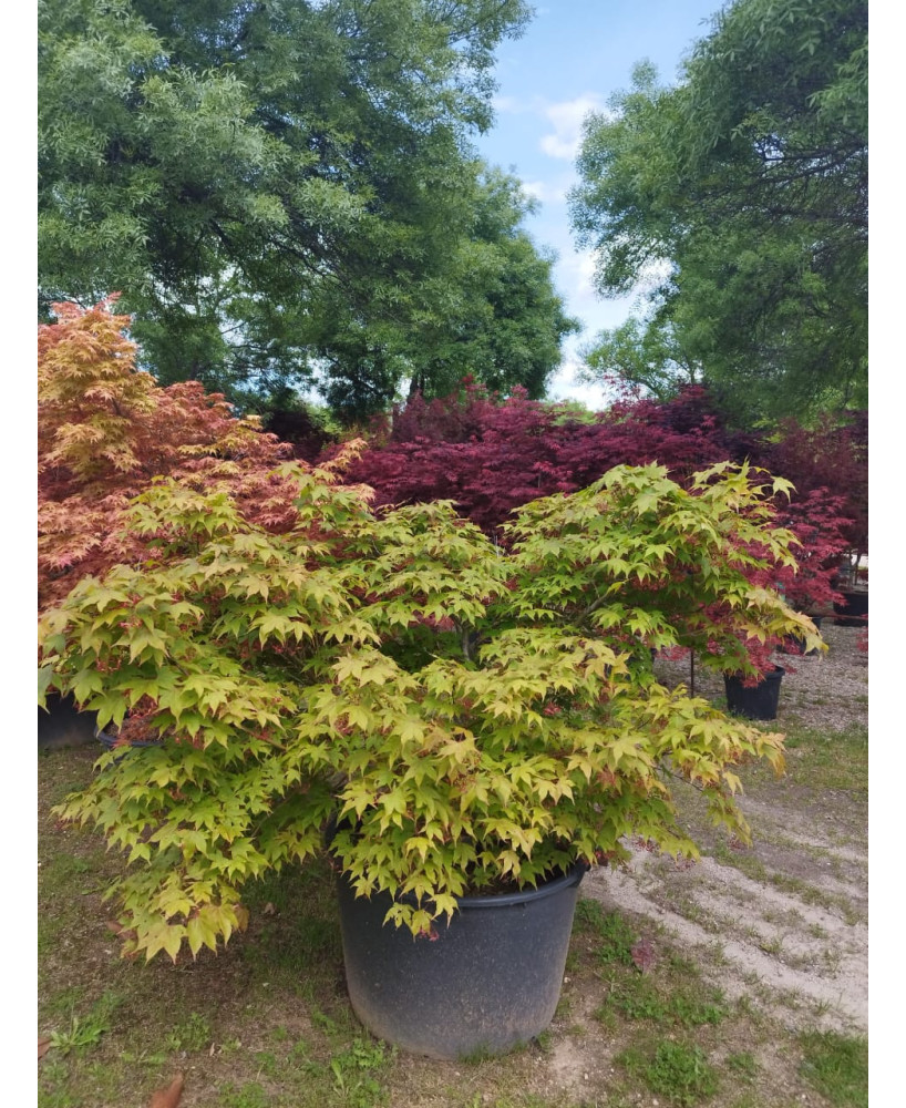 ACER PALMATUM OSAKAZUKI TARRINA 089