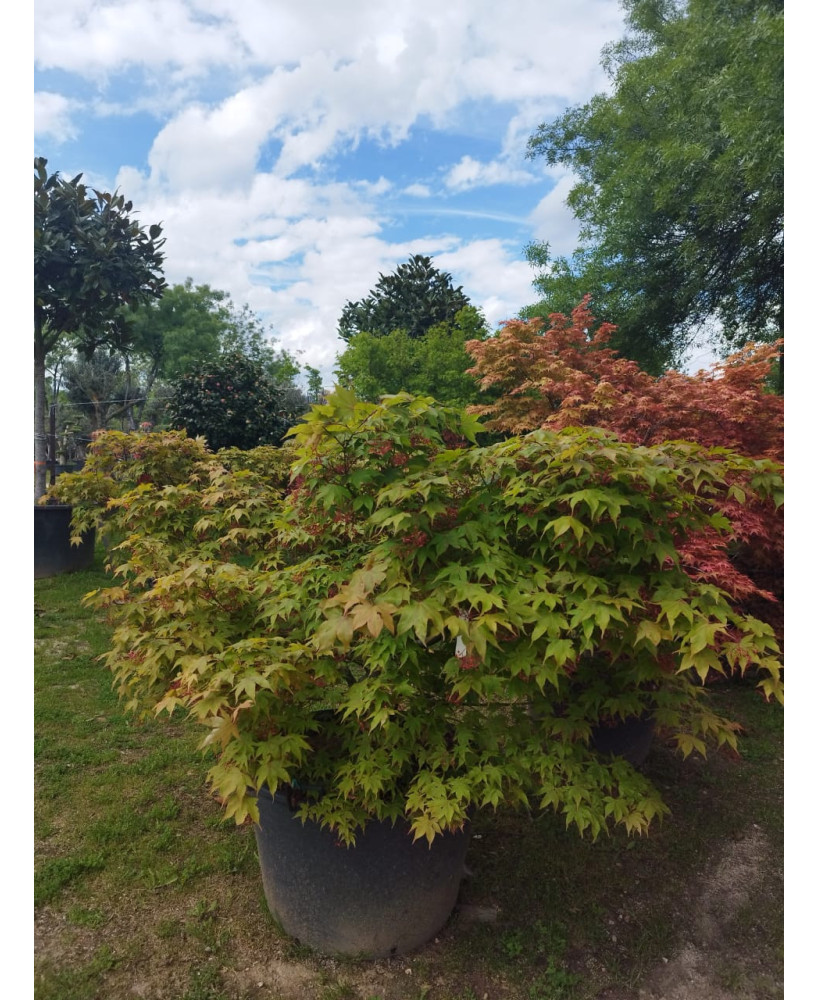ACER PALMATUM OSAKAZUKI TARRINA 089