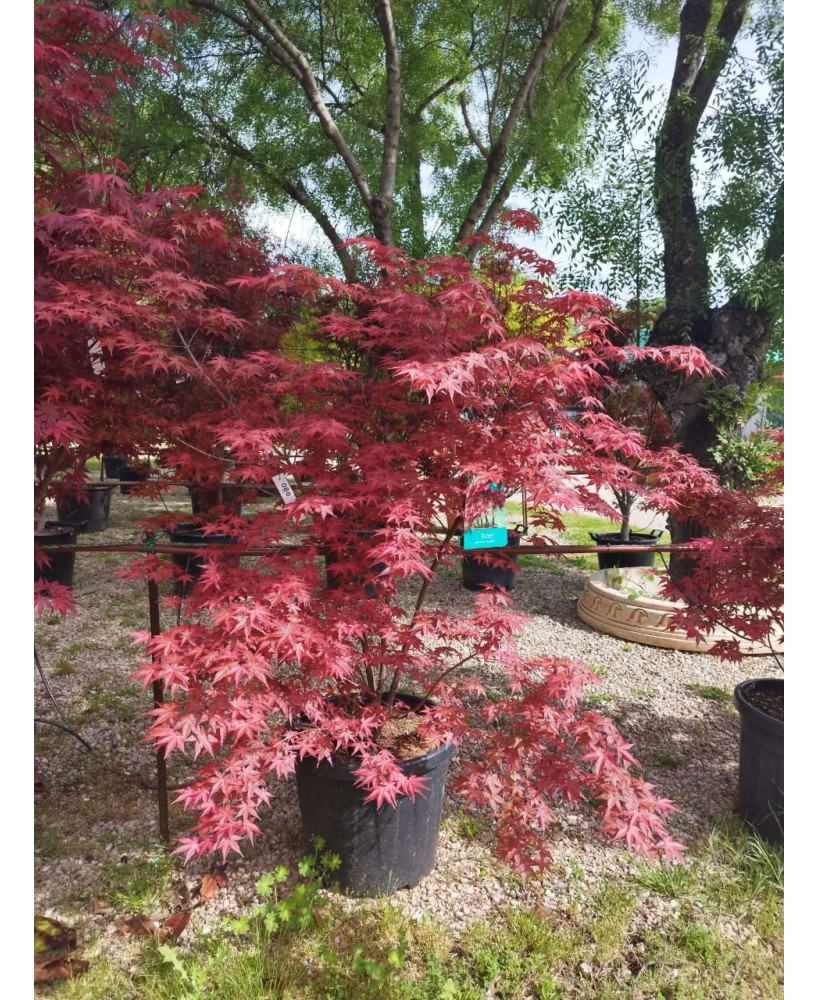 ACER PALMATUM DESHOJO 086