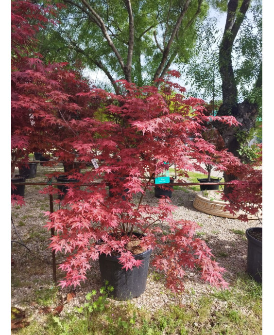 ACER PALMATUM DESHOJO 086