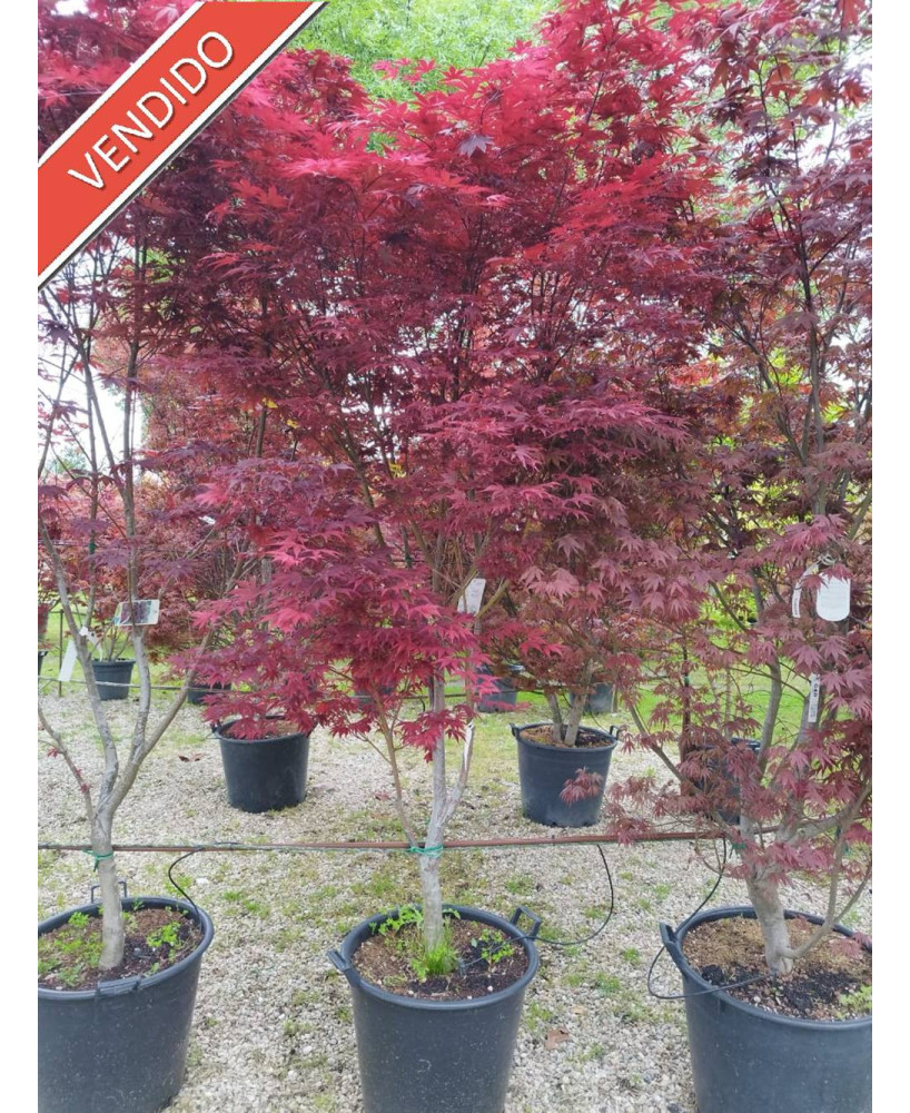 ACER PALMATUM BLOODGOOD 049