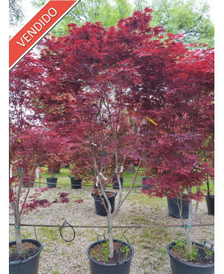 ACER PALMATUM BLOODGOOD 051