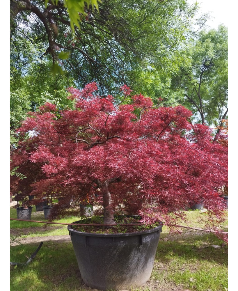 ACER PALMATUM DISS. INABA SHIDARE EJEMPLAR 092