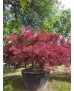 ACER PALMATUM DISS. INABA SHIDARE EJEMPLAR 092