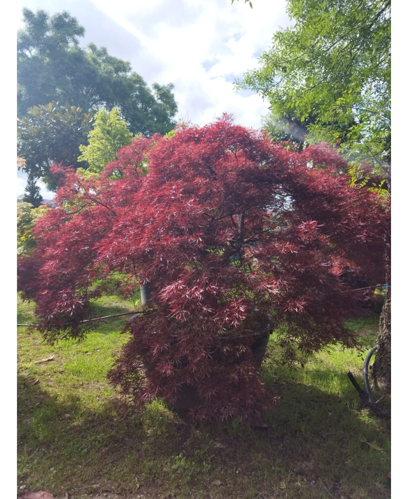 ACER PALMATUM DISS. INABA SHIDARE EJEMPLAR 092