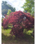 ACER PALMATUM DISS. INABA SHIDARE EJEMPLAR 092