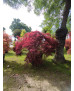 ACER PALMATUM DISS. INABA SHIDARE EJEMPLAR 092