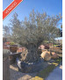 OLIVO 002