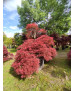 ACER PALMATUM DISS. ORNATUM ATROPURPUREUM 095