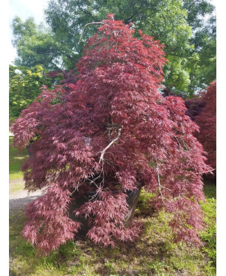 ACER PALMATUM DISS. INABA SHIDARE EJEMPLAR 096