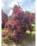ACER PALMATUM DISS. INABA SHIDARE EJEMPLAR 096
