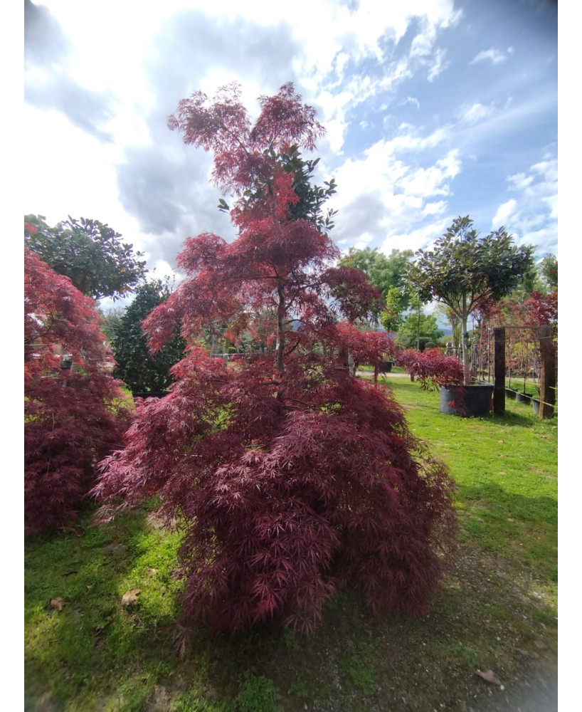 ACER PALMATUM DISS. GARNET EJEMPLAR 097
