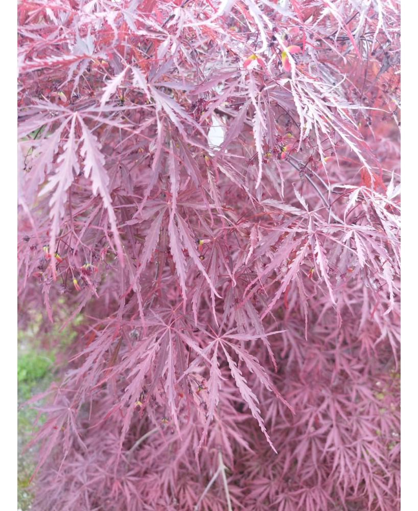 ACER PALMATUM DISS. GARNET EJEMPLAR 097
