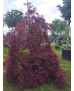 ACER PALMATUM DISS. GARNET EJEMPLAR 098