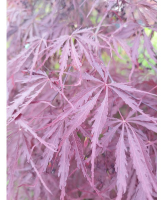 ACER PALMATUM DISS. GARNET EJEMPLAR 098