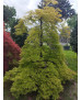 ACER PALMATUM DISSECTUM VIRIDIS 099