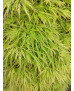 ACER PALMATUM DISSECTUM VIRIDIS 099