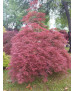 ACER PALMATUM DISS. ORNATUM ATROPUPUREUM 100