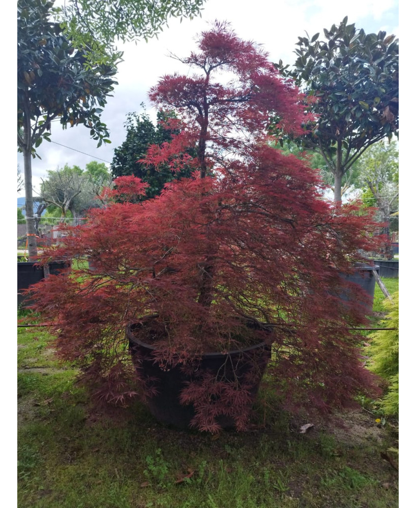ACER PALMATUM DISS. ORNATUM ATROPUPUREUM 100