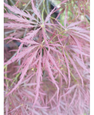 ACER PALMATUM DISS. ORNATUM ATROPUPUREUM 100