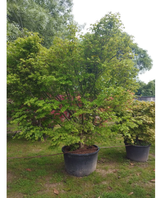 ACER PALMATUM VERDE SUPER EXTRA 101