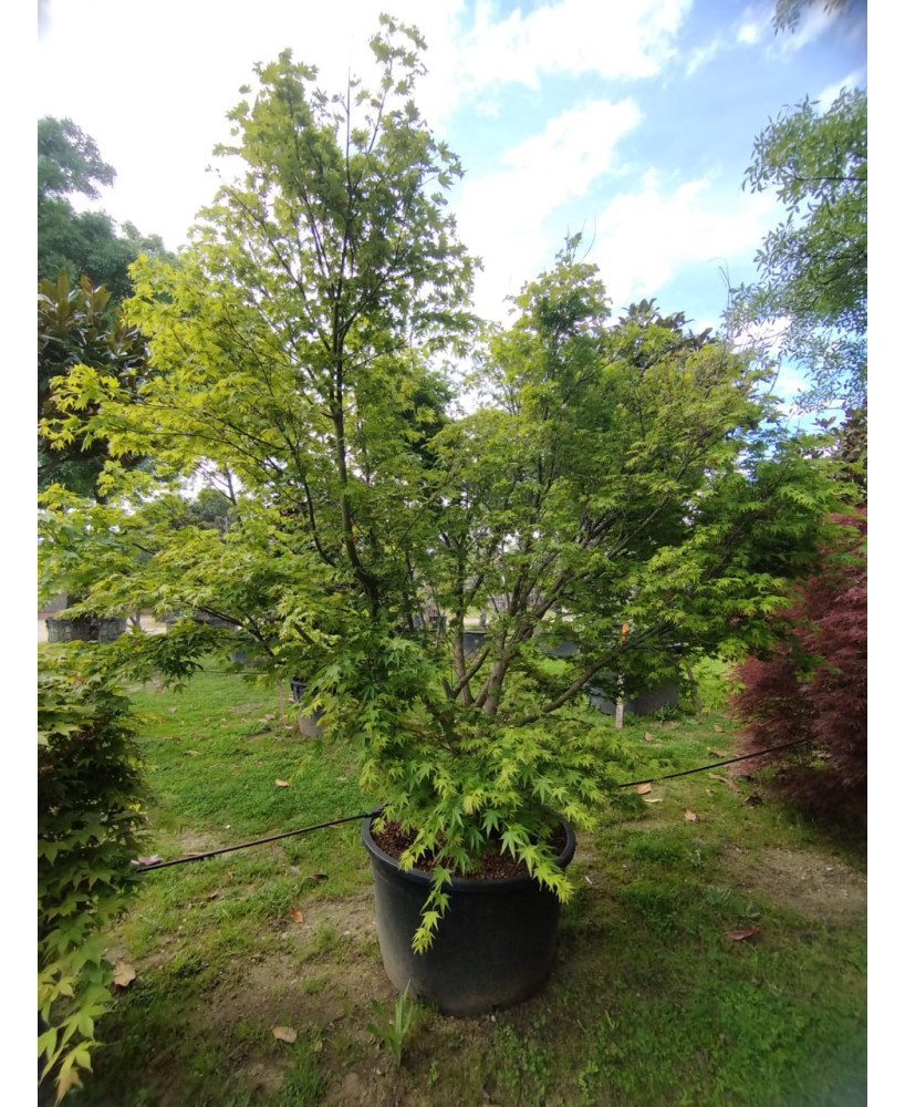 ACER PALMATUM VERDE SUPER EXTRA 101