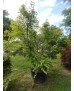 ACER PALMATUM VERDE SUPER EXTRA 101