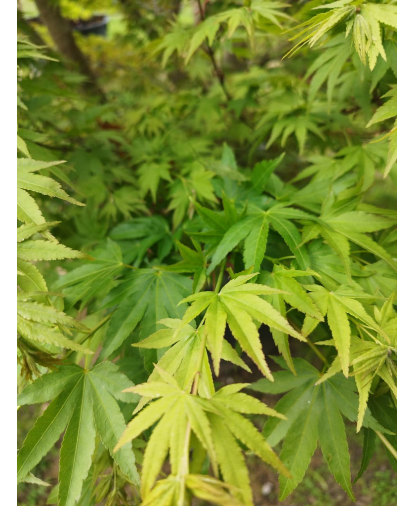 ACER PALMATUM VERDE SUPER EXTRA 101