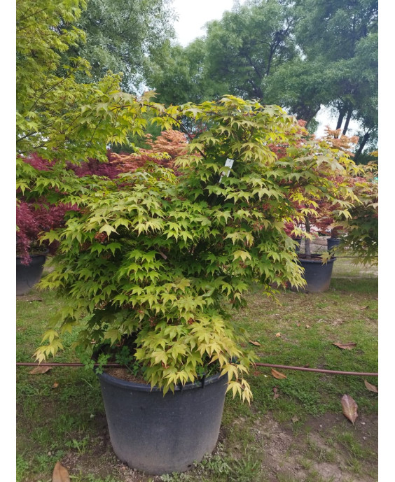 ACER PALMATUM OSAKAZUKI 102