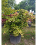 ACER PALMATUM OSAKAZUKI 102