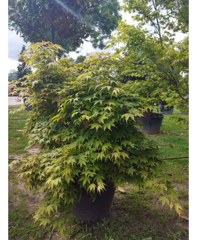 ACER PALMATUM OSAKAZUKI 102